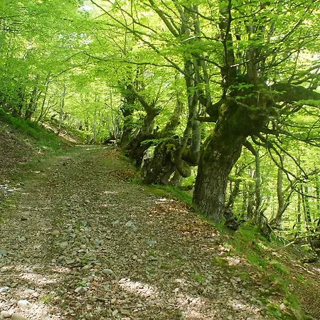 Blanca Senda Del Oso *